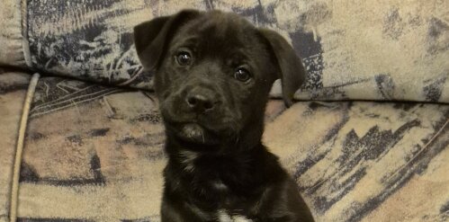 Meet Echo